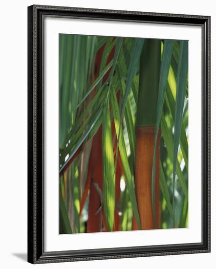 Brightly Colored Orange and Green Bamboo Stalks, Dominical, Costa Rica-Cindy Miller Hopkins-Framed Photographic Print