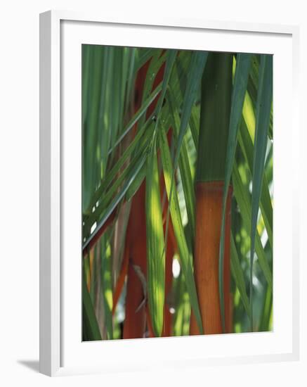 Brightly Colored Orange and Green Bamboo Stalks, Dominical, Costa Rica-Cindy Miller Hopkins-Framed Photographic Print