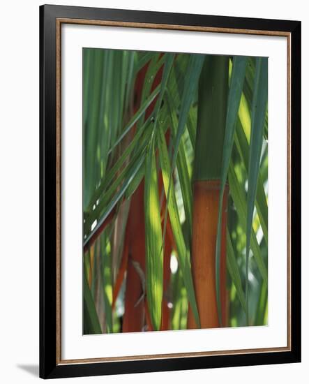 Brightly Colored Orange and Green Bamboo Stalks, Dominical, Costa Rica-Cindy Miller Hopkins-Framed Photographic Print