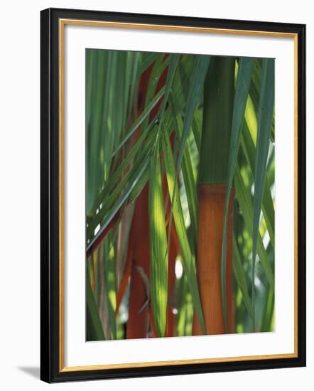 Brightly Colored Orange and Green Bamboo Stalks, Dominical, Costa Rica-Cindy Miller Hopkins-Framed Photographic Print