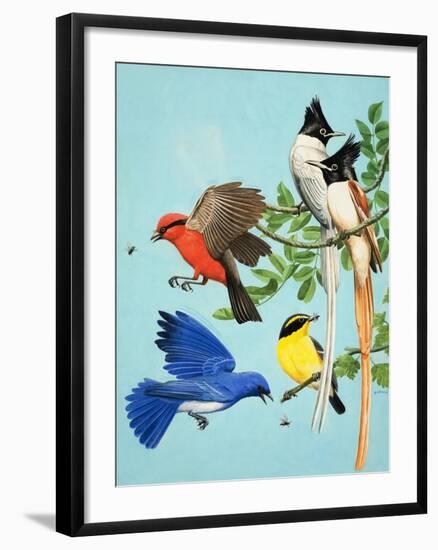 Brightly Coloured Birds-R. B. Davis-Framed Giclee Print