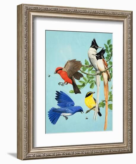 Brightly Coloured Birds-R. B. Davis-Framed Giclee Print