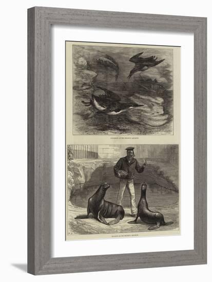 Brighton Aquarium-null-Framed Giclee Print