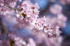 Branch of Cherry Blossoms-Brigitte Protzel-Photographic Print