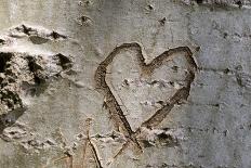 Carved Heart in Bark of a Tree-Brigitte Protzel-Photographic Print
