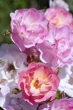 Pink Roses, Close-Up-Brigitte Protzel-Photographic Print