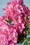 Pink Roses, Close-Up-Brigitte Protzel-Photographic Print