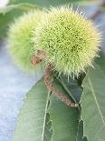 Sweet Chestnuts with Leaves-Brigitte Sporrer-Framed Photographic Print