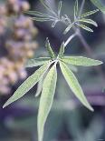 Wild Growing Hemp-Brigitte Sporrer-Photographic Print