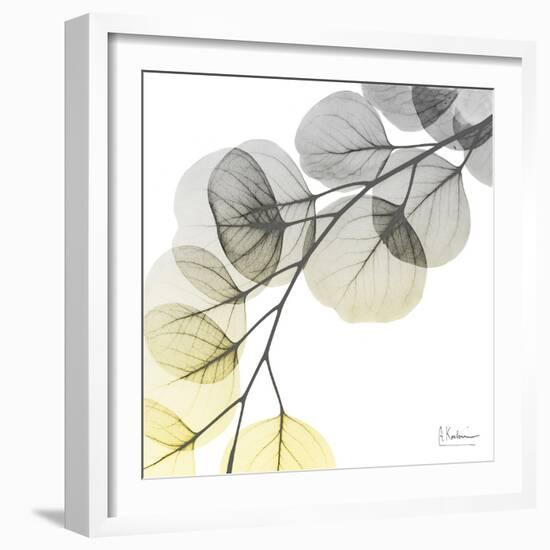 Brilliant Eucalyptus 1-Albert Koetsier-Framed Photographic Print