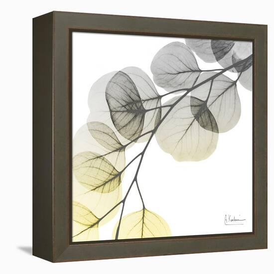 Brilliant Eucalyptus 1-Albert Koetsier-Framed Premier Image Canvas