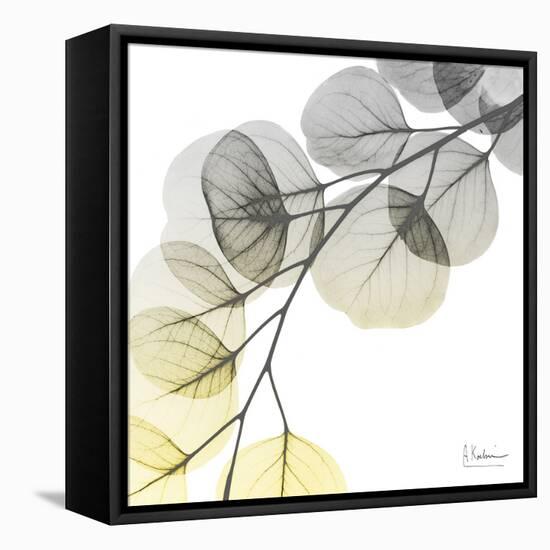 Brilliant Eucalyptus 1-Albert Koetsier-Framed Premier Image Canvas