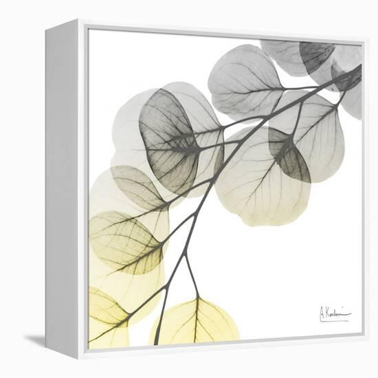 Brilliant Eucalyptus 1-Albert Koetsier-Framed Premier Image Canvas