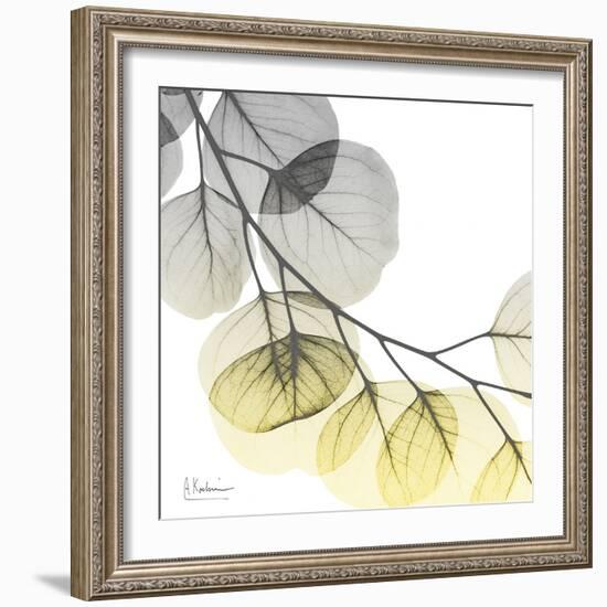 Brilliant Eucalyptus 2-Albert Koetsier-Framed Photographic Print