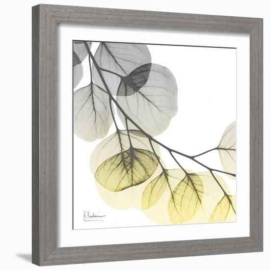Brilliant Eucalyptus 2-Albert Koetsier-Framed Photographic Print