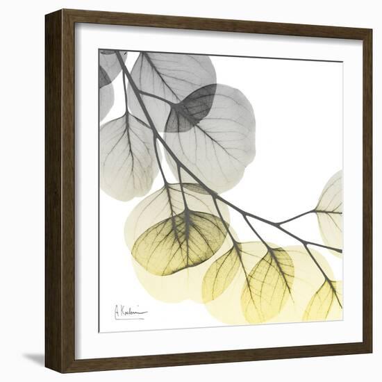 Brilliant Eucalyptus 2-Albert Koetsier-Framed Photographic Print