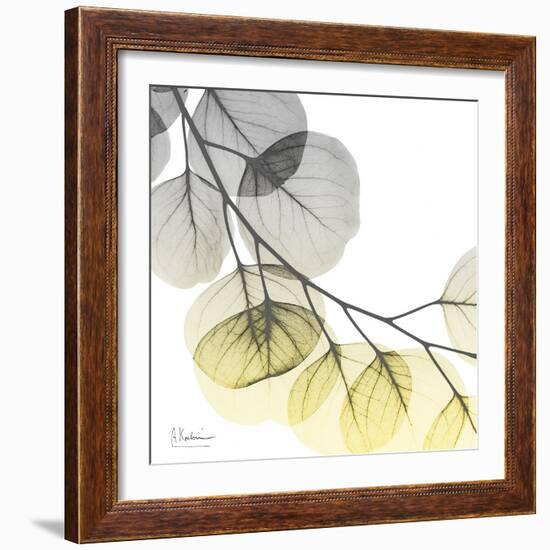 Brilliant Eucalyptus 2-Albert Koetsier-Framed Photographic Print