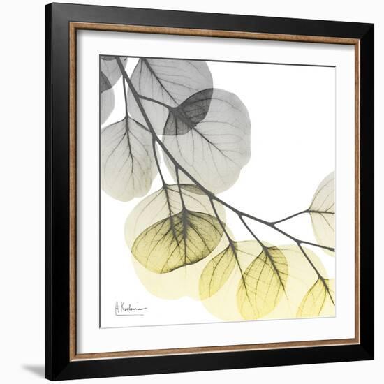 Brilliant Eucalyptus 2-Albert Koetsier-Framed Photographic Print