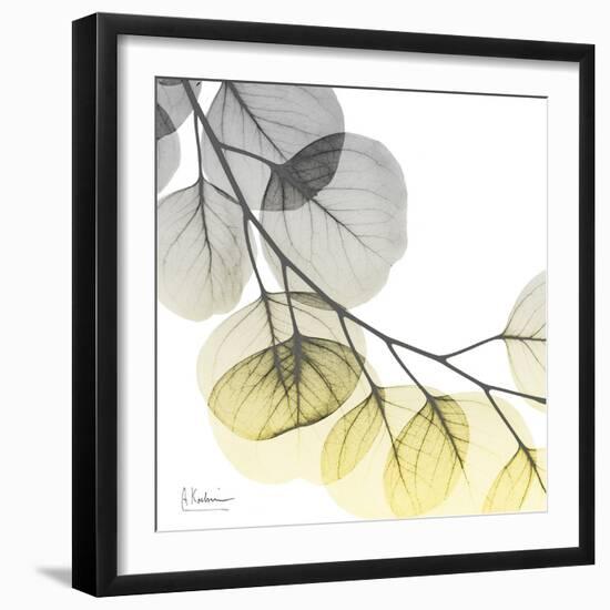 Brilliant Eucalyptus 2-Albert Koetsier-Framed Photographic Print