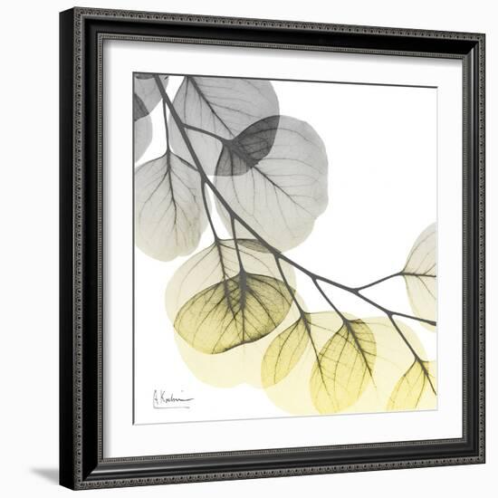 Brilliant Eucalyptus 2-Albert Koetsier-Framed Photographic Print