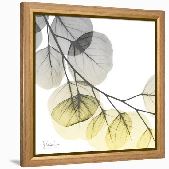 Brilliant Eucalyptus 2-Albert Koetsier-Framed Premier Image Canvas