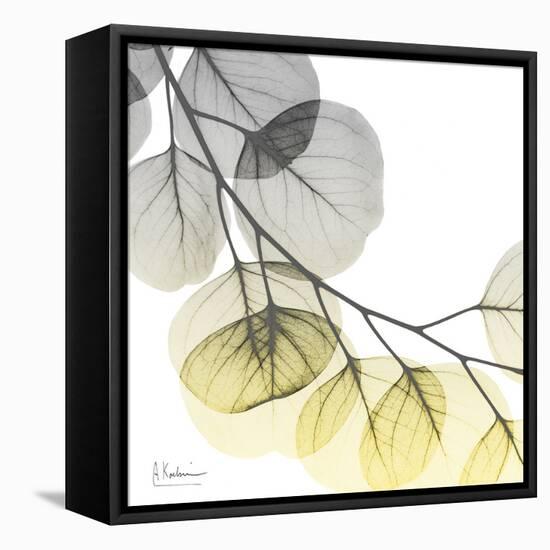 Brilliant Eucalyptus 2-Albert Koetsier-Framed Premier Image Canvas