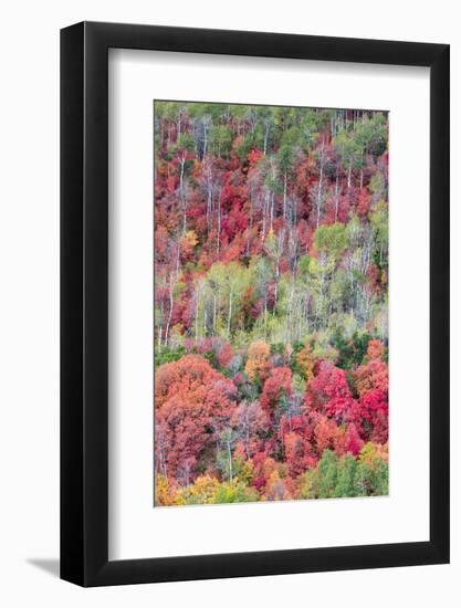 Brilliant Fall foliage near Midway and Heber Valley, Utah-Howie Garber-Framed Photographic Print