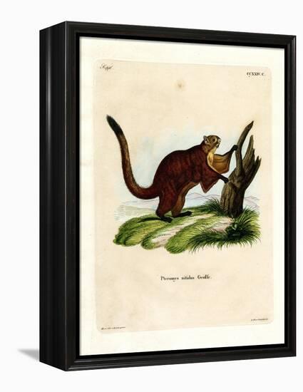 Brilliant Flying Squirrel-null-Framed Premier Image Canvas