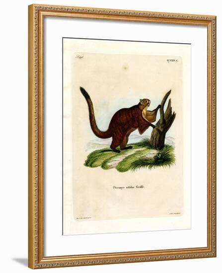 Brilliant Flying Squirrel-null-Framed Giclee Print