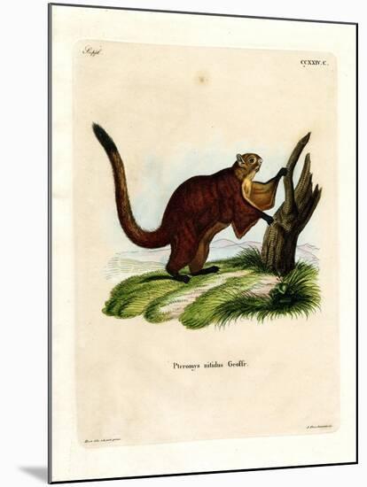 Brilliant Flying Squirrel-null-Mounted Giclee Print