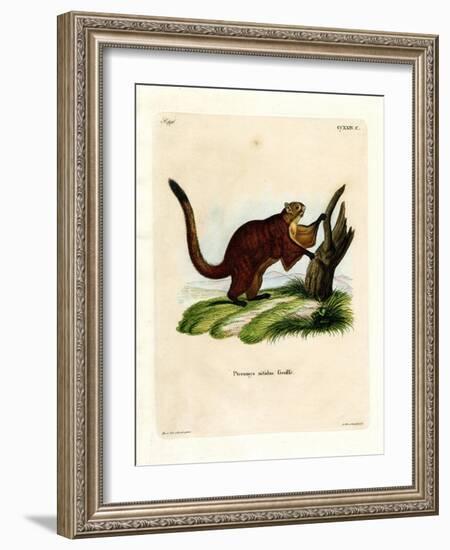 Brilliant Flying Squirrel-null-Framed Giclee Print