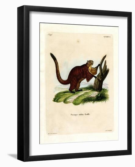 Brilliant Flying Squirrel-null-Framed Giclee Print