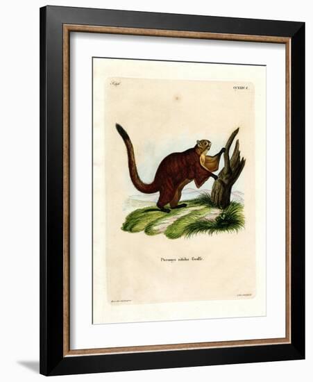 Brilliant Flying Squirrel-null-Framed Giclee Print