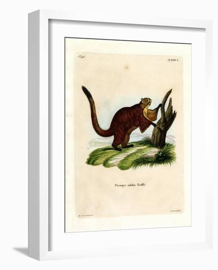 Brilliant Flying Squirrel-null-Framed Giclee Print