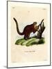Brilliant Flying Squirrel-null-Mounted Giclee Print