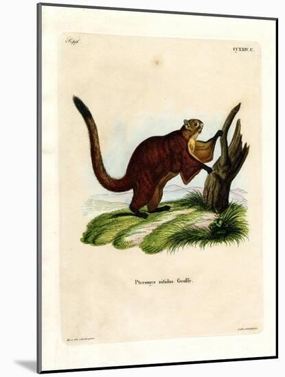 Brilliant Flying Squirrel-null-Mounted Giclee Print
