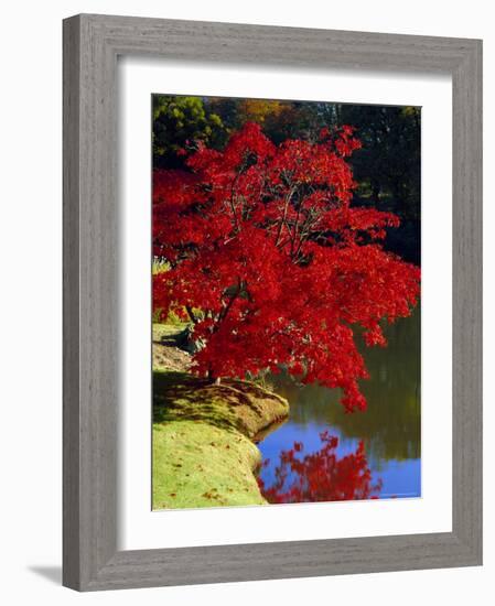 Brilliant Red Acer Palmatum Cripsii in Autumn, Sheffield Park Gardens, East Sussex, England-Ruth Tomlinson-Framed Photographic Print