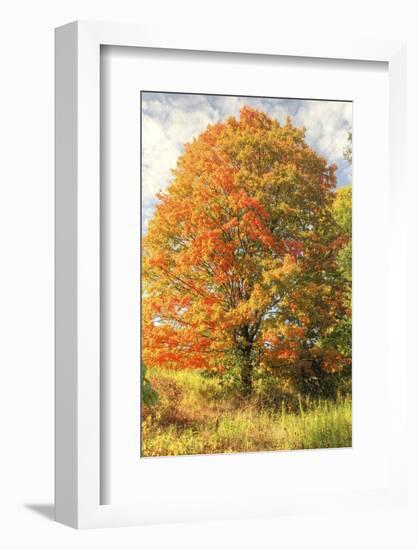 Brilliant Tree-Robert Goldwitz-Framed Photographic Print