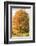 Brilliant Tree-Robert Goldwitz-Framed Photographic Print