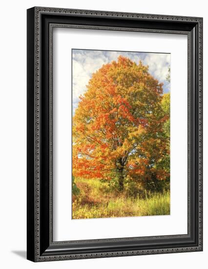 Brilliant Tree-Robert Goldwitz-Framed Photographic Print