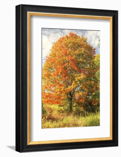 Brilliant Tree-Robert Goldwitz-Framed Photographic Print