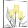 Brilliant Tulips 1-Albert Koetsier-Mounted Photographic Print
