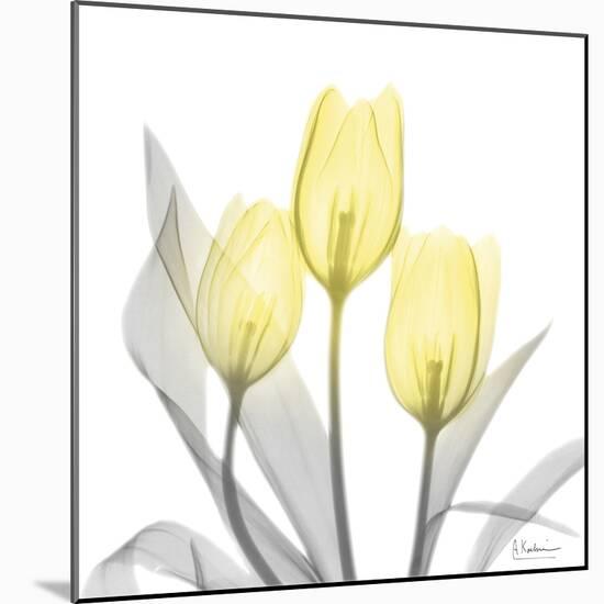 Brilliant Tulips 1-Albert Koetsier-Mounted Photographic Print