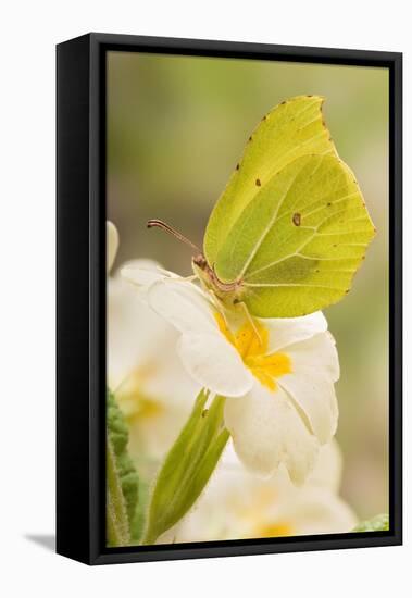 Brimstone butterfly at rest on Primrose flower, UK-Andy Sands-Framed Premier Image Canvas