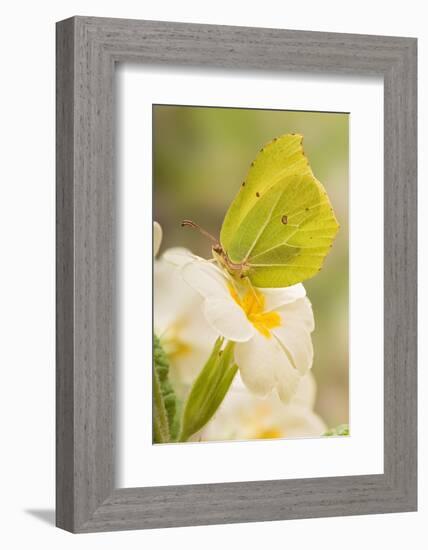 Brimstone butterfly at rest on Primrose flower, UK-Andy Sands-Framed Photographic Print