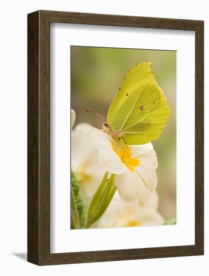 Brimstone butterfly at rest on Primrose flower, UK-Andy Sands-Framed Photographic Print