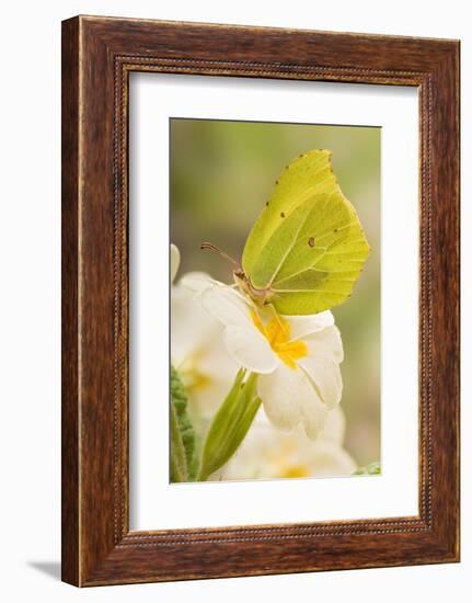 Brimstone butterfly at rest on Primrose flower, UK-Andy Sands-Framed Photographic Print