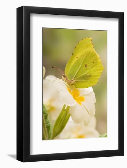 Brimstone butterfly at rest on Primrose flower, UK-Andy Sands-Framed Photographic Print