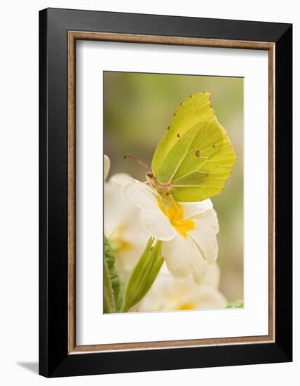 Brimstone butterfly at rest on Primrose flower, UK-Andy Sands-Framed Photographic Print