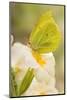 Brimstone butterfly at rest on Primrose flower, UK-Andy Sands-Mounted Photographic Print